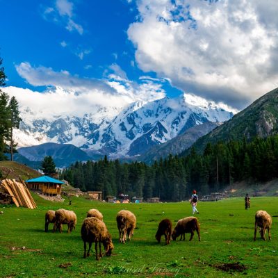 Fairy Meadows National Park
